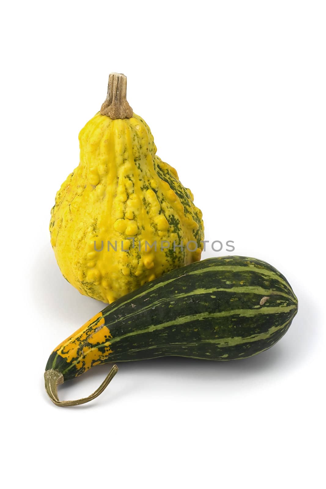 Green and yellow ornamental pumpkins often used as decoration.