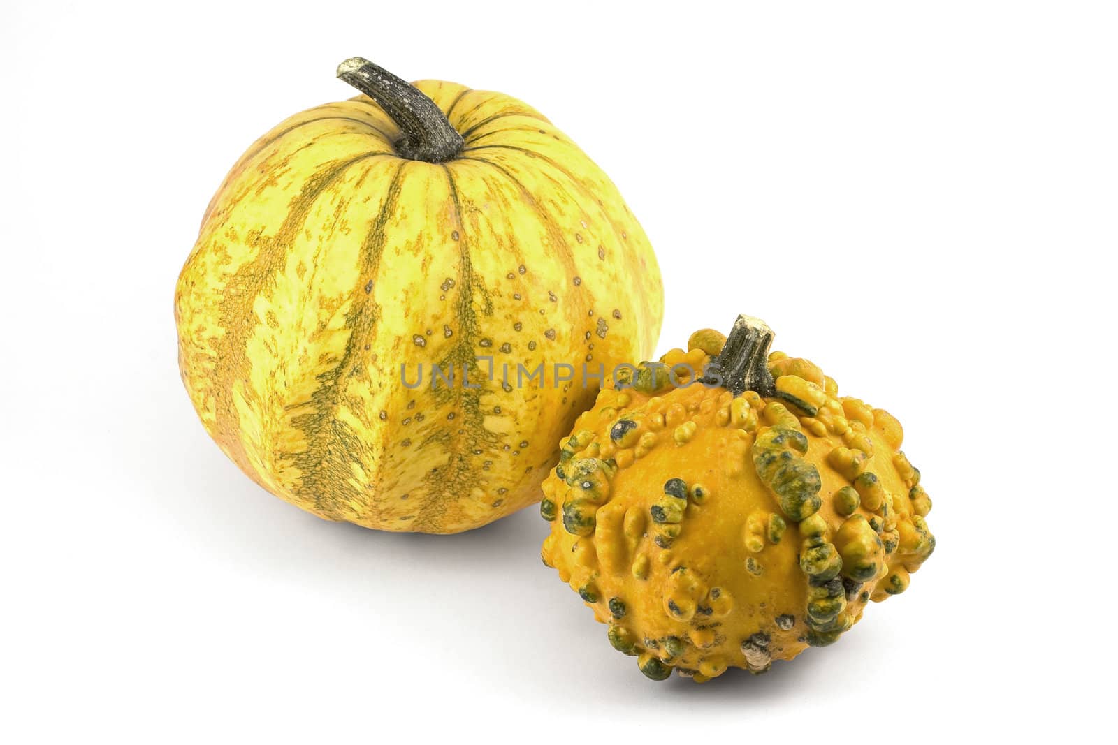 Two Decorative Pumpkins by newt96