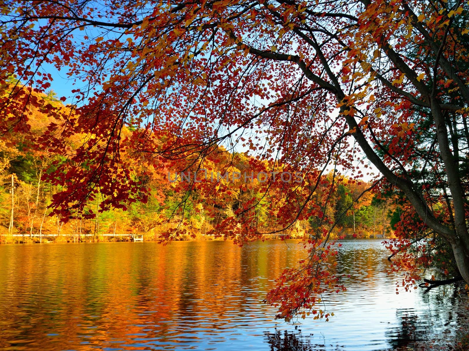 Glorious fall colors with lake as background