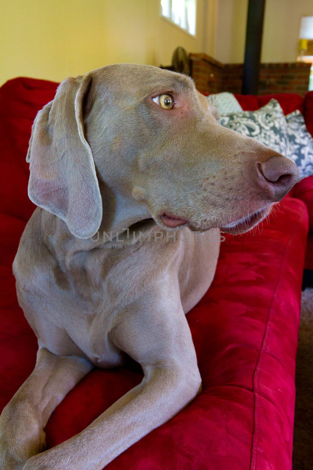 A beautiful grey weimaraner dog is relaxing on a bright red couch indoors.