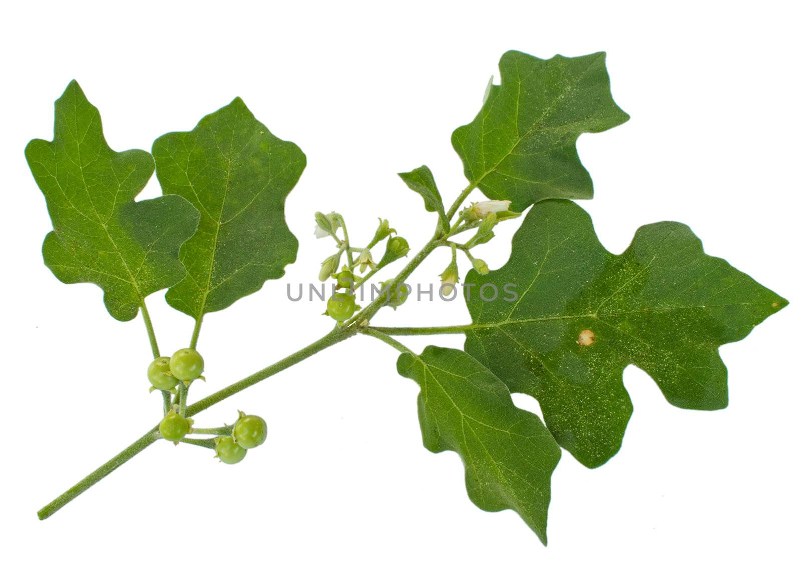 branch on a white background.