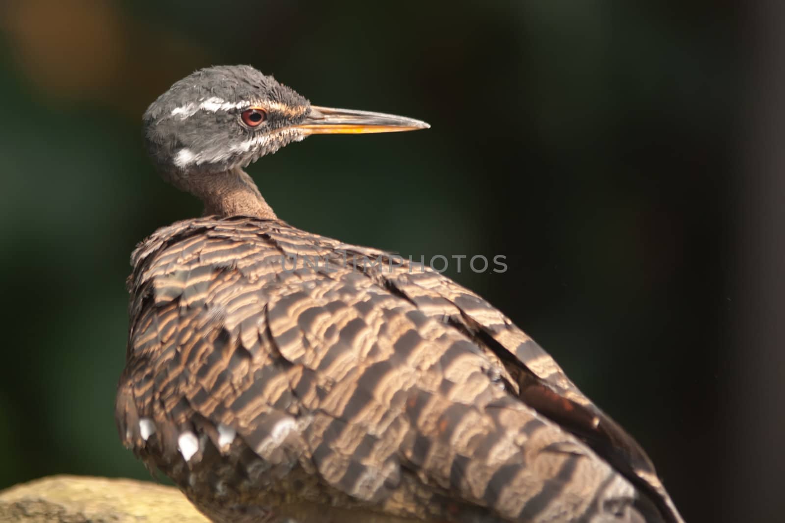 tropical pigeon bird by digidreamgrafix