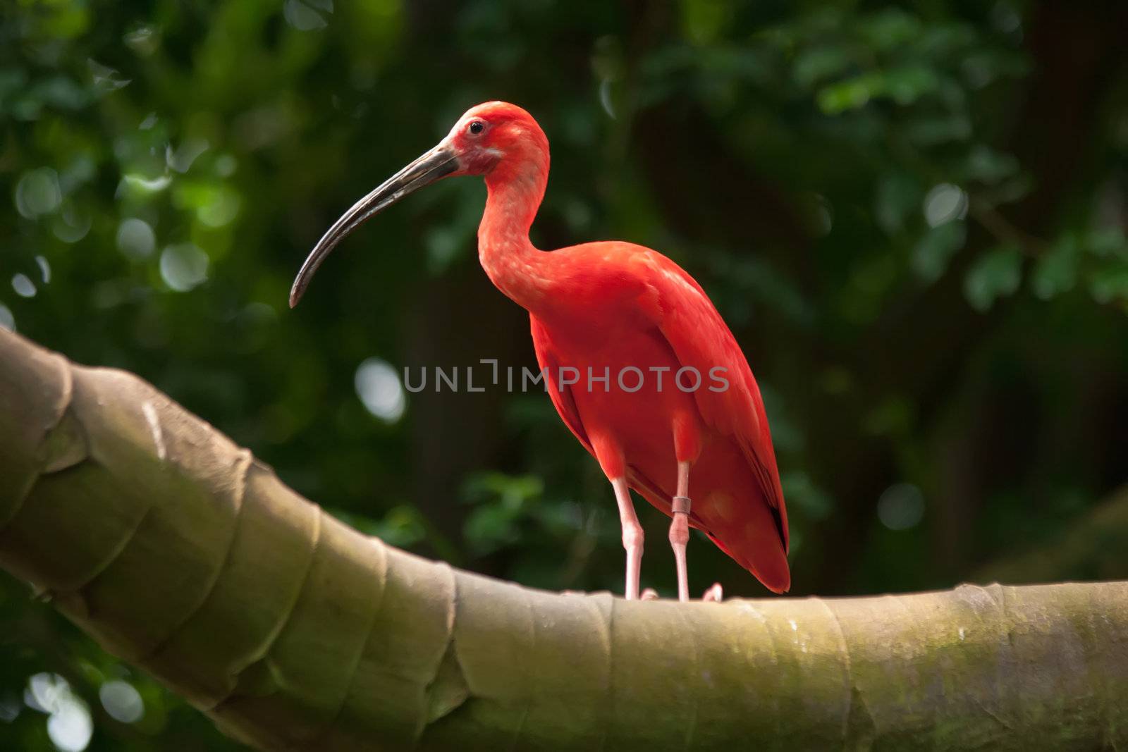 Scarlet Ibis bird with long beak perched in tree