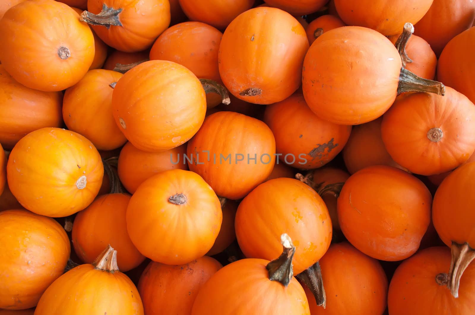 Pumpkins in pumpkin patch waiting to be sold