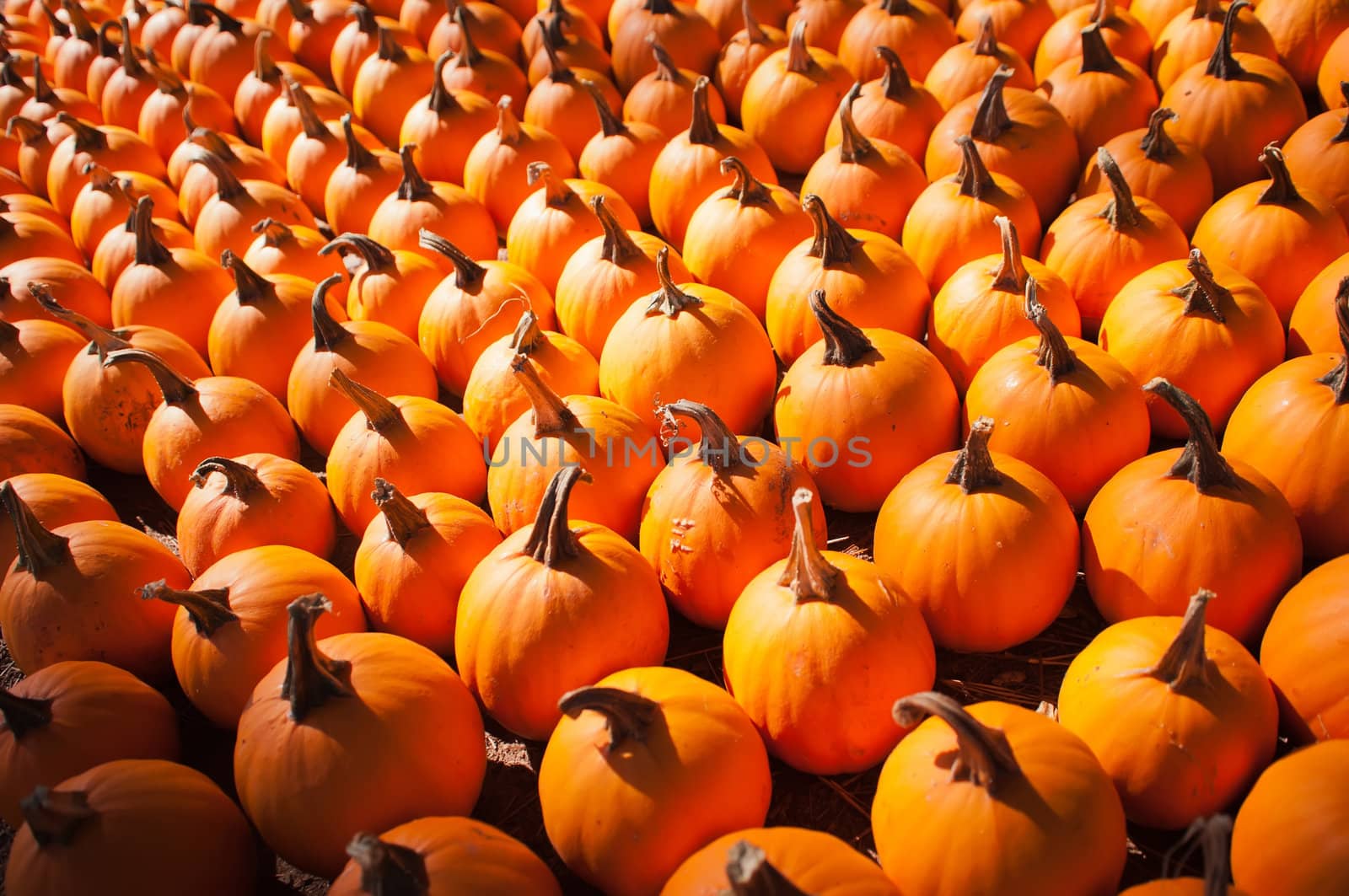 pumpkins on pumpkin patch by digidreamgrafix