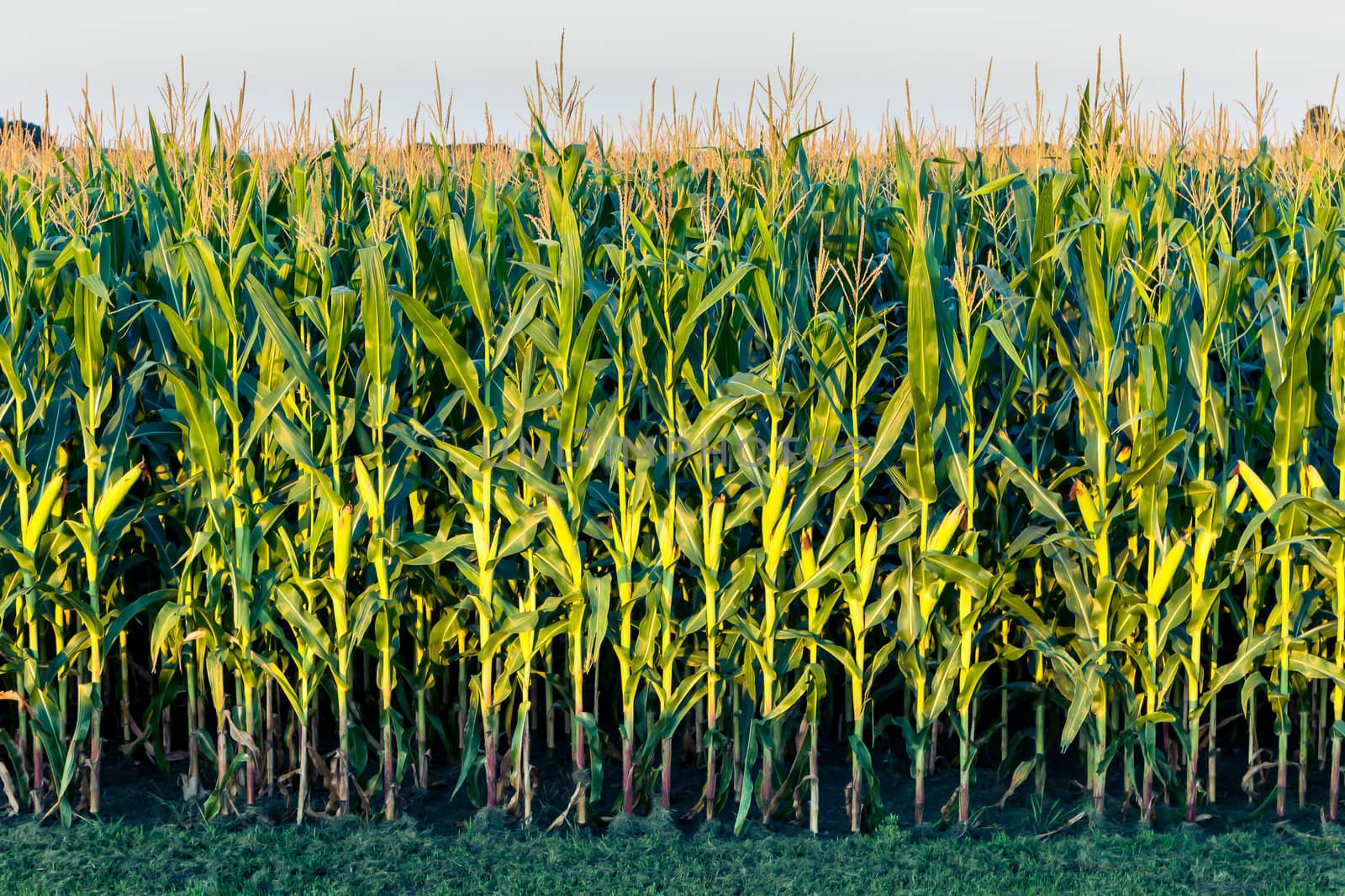 Tall Row of Field Corn by wolterk