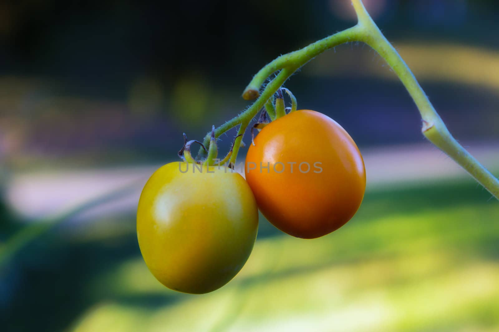 Vine Riped Tomatoes Ready for Harvest by wolterk