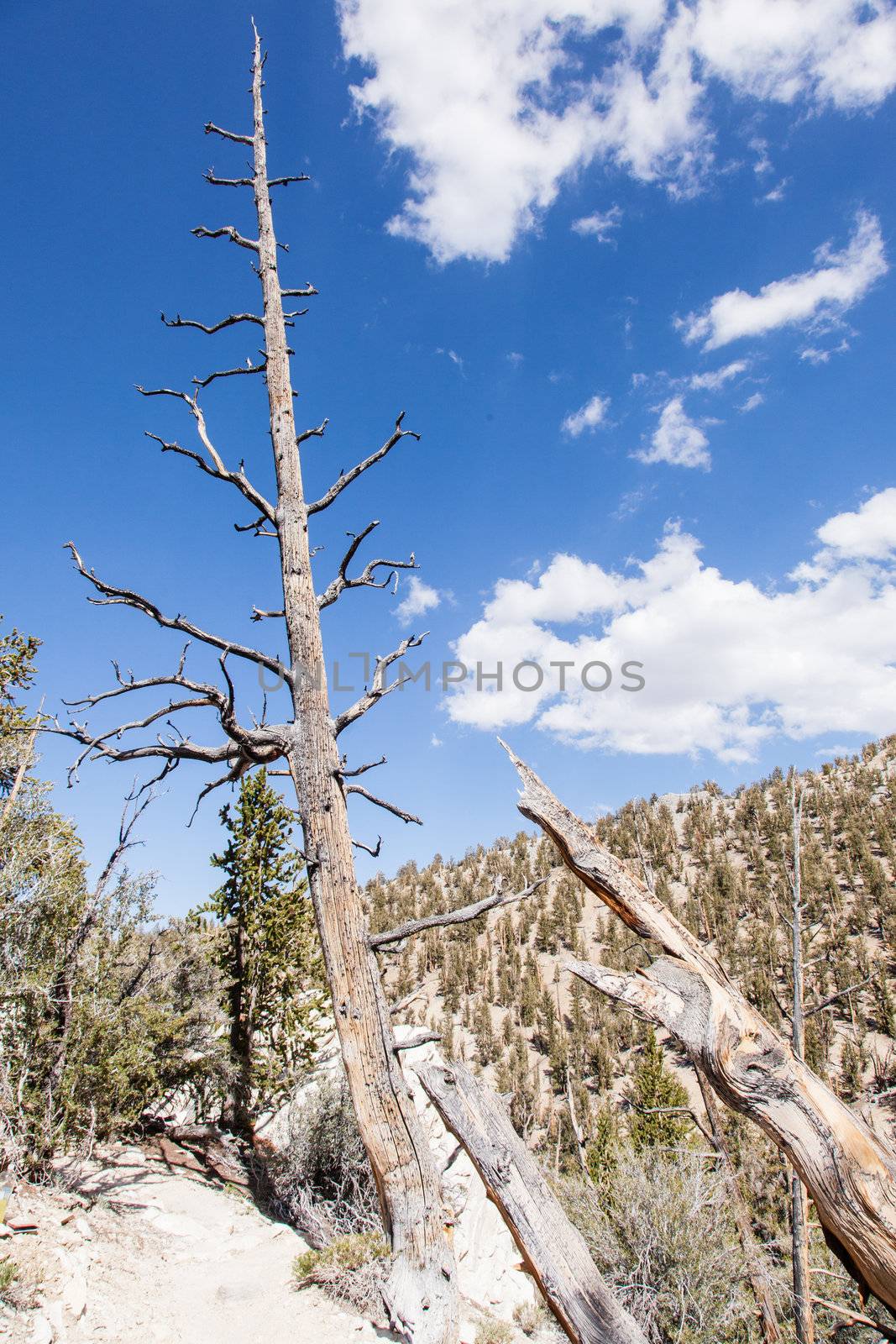 Ancient Bristlecone Pine Forest by melastmohican