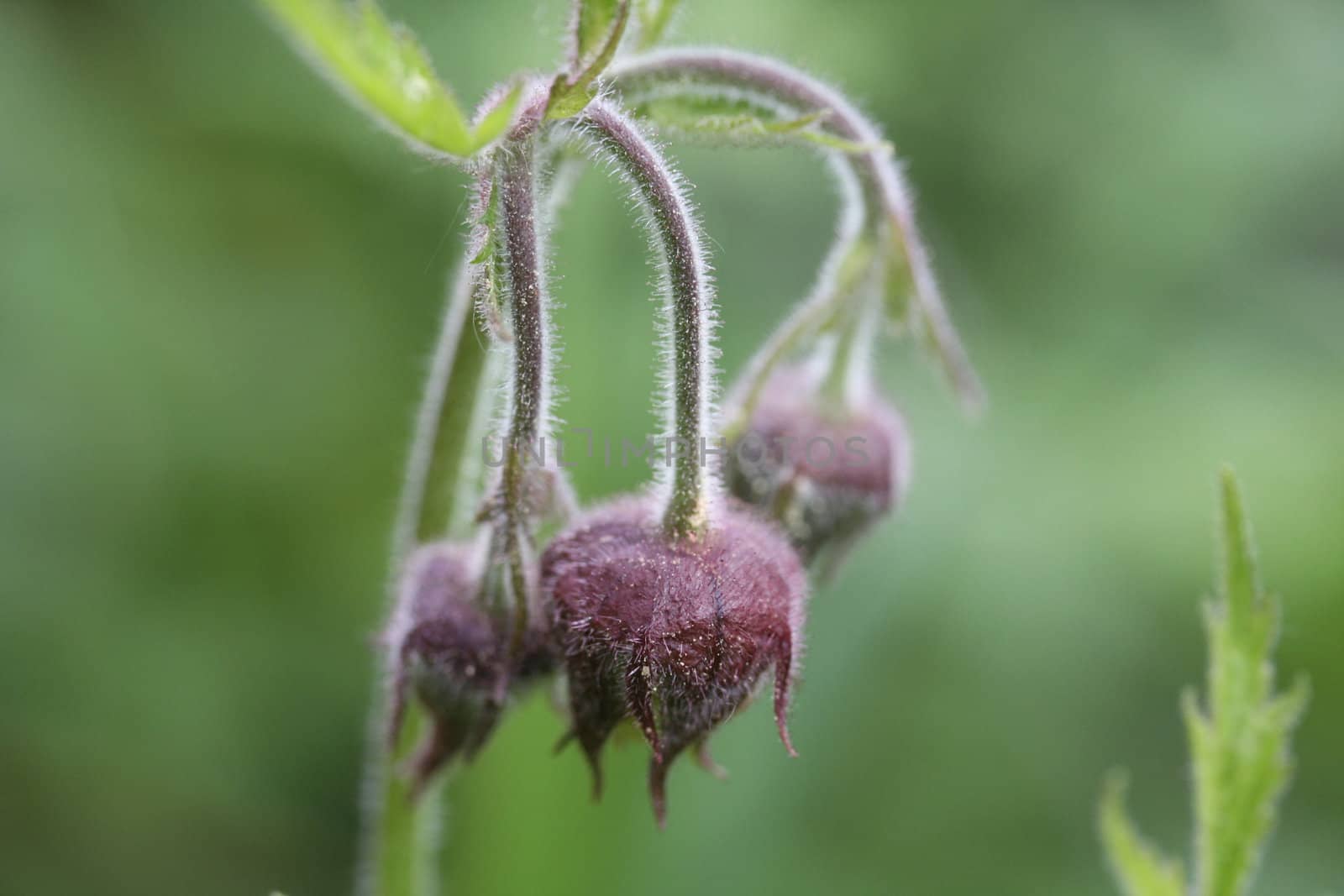 Avens closeup on green background