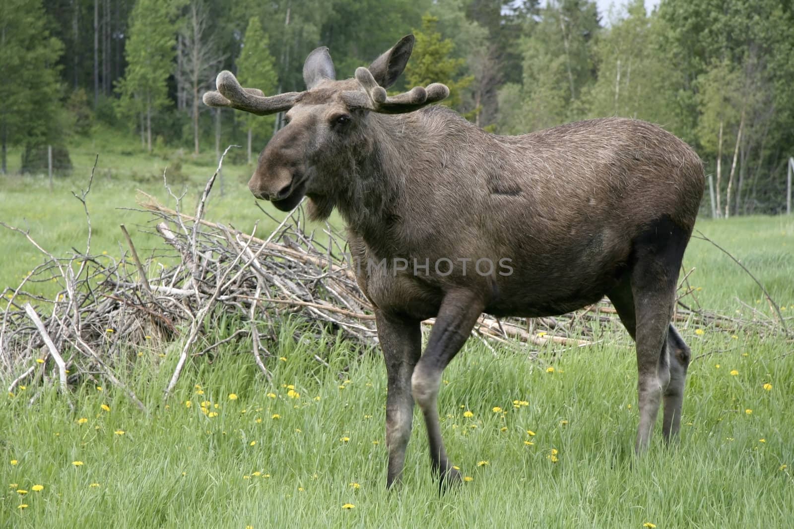 Moose in the forest in Sweden