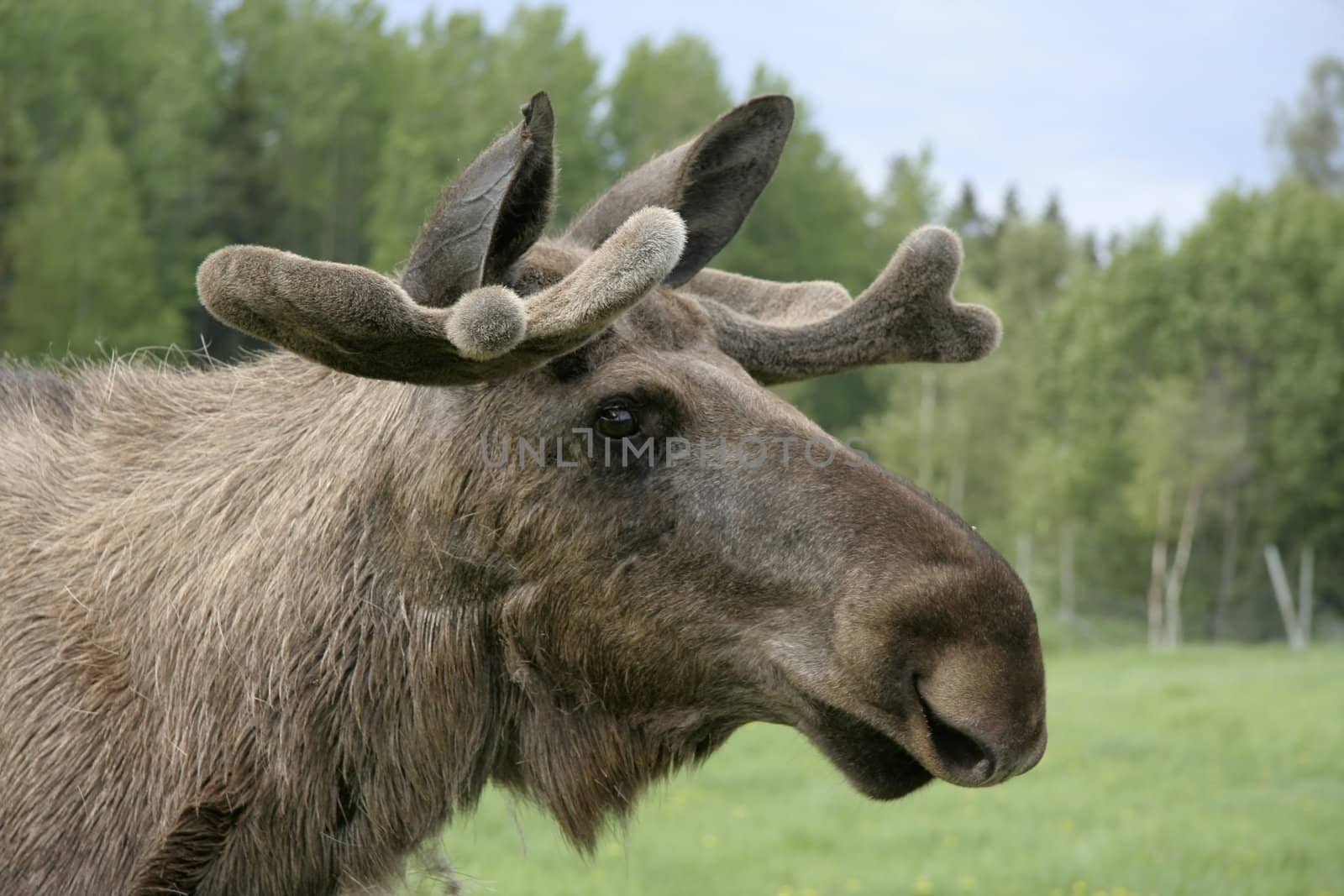 Moose in the forest in Sweden