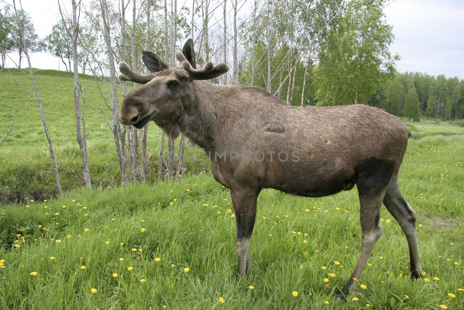 Moose in the forest in Sweden