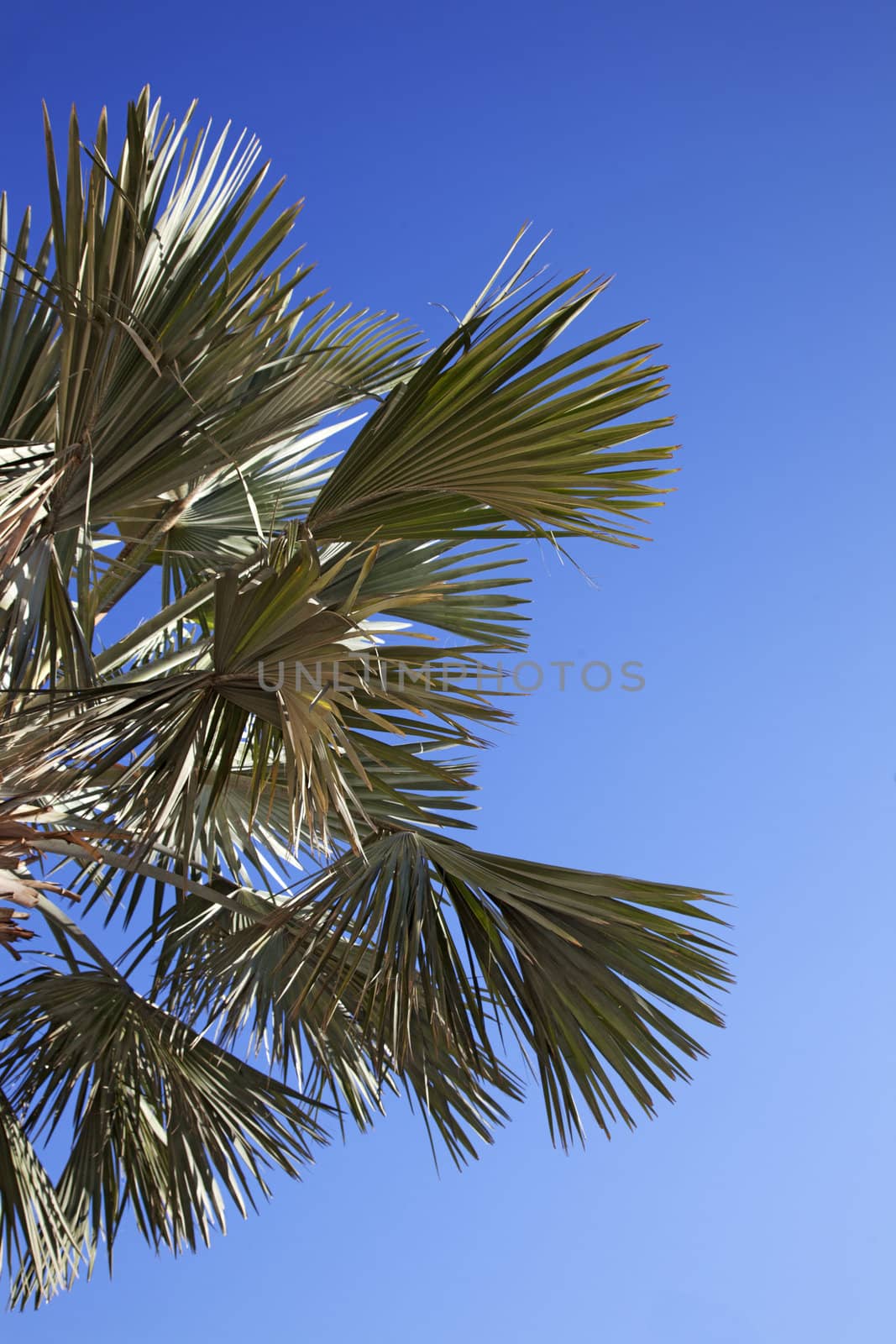 An image of nice palm trees in the blue sunny sky 