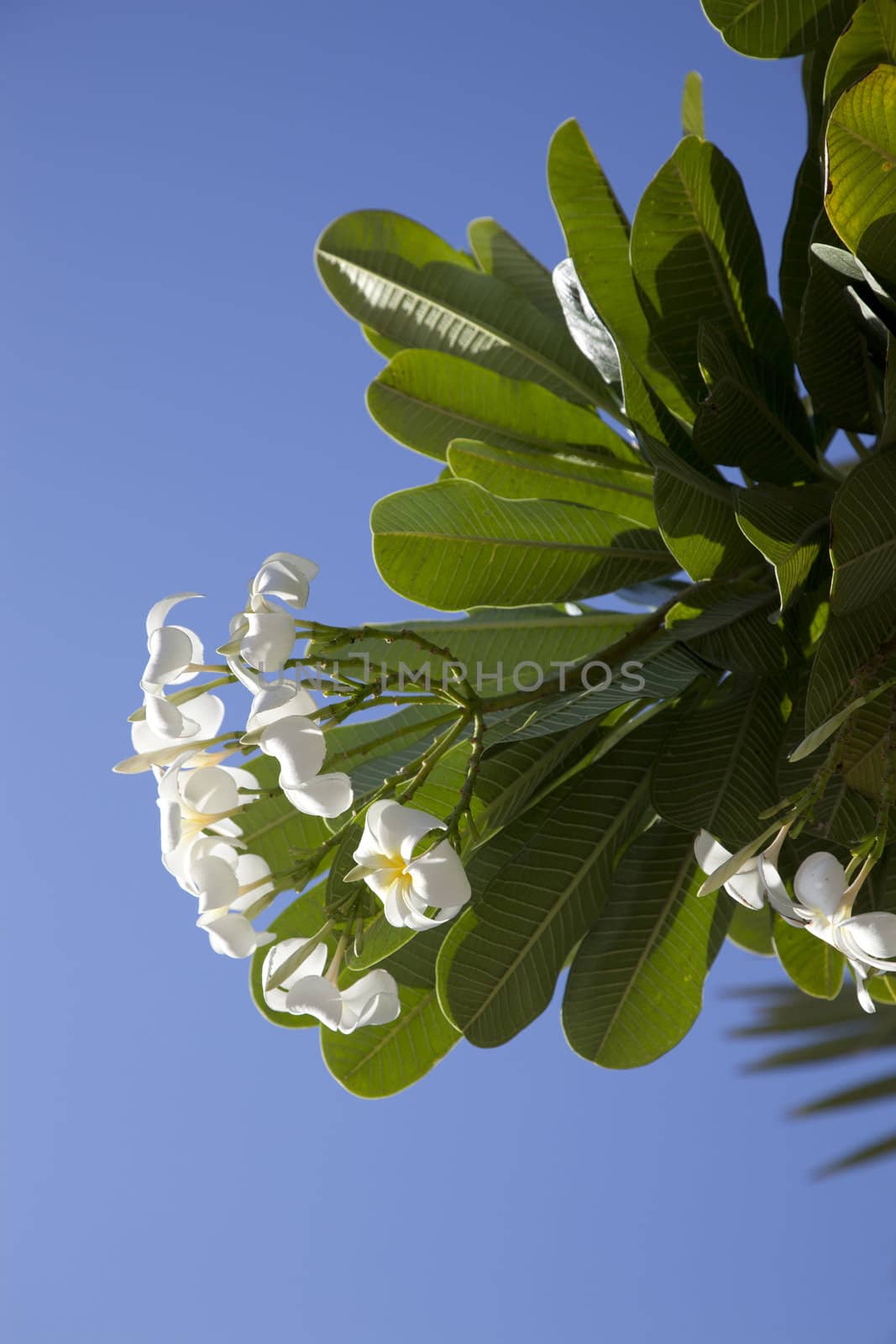 Tropical flowers from deciduous tree, plumeria 