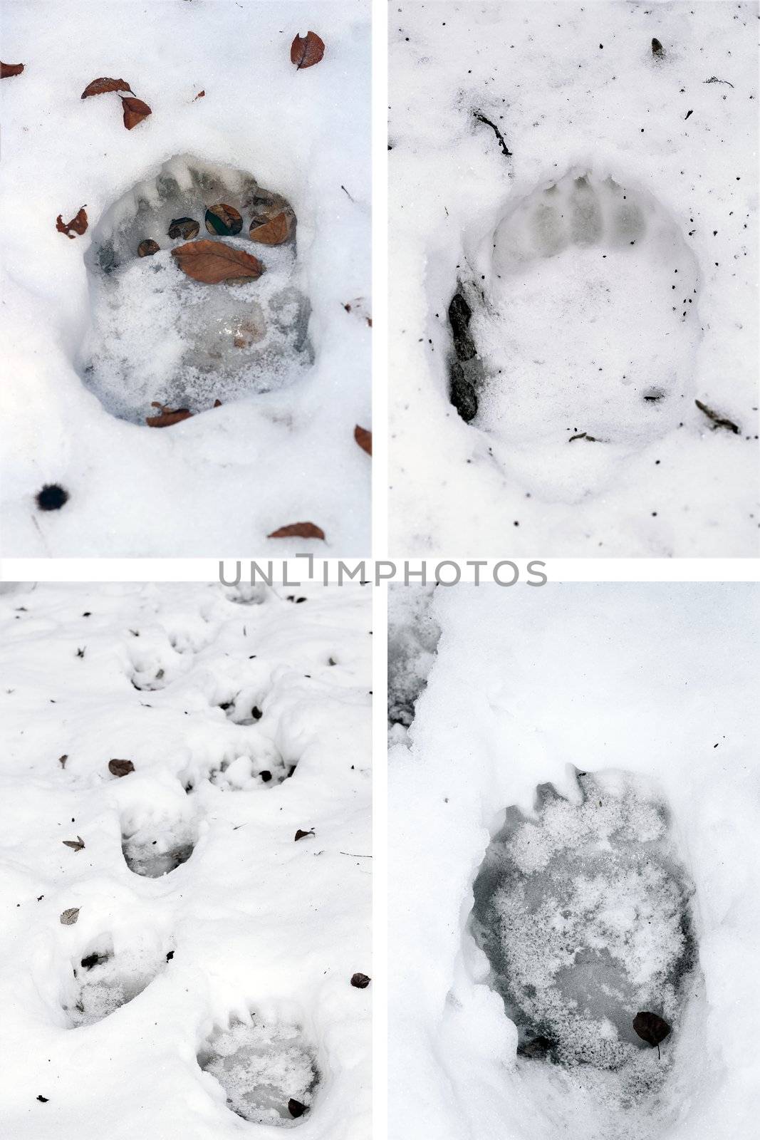 collection of brown bear ( ursus arctos ) tracks in snow
