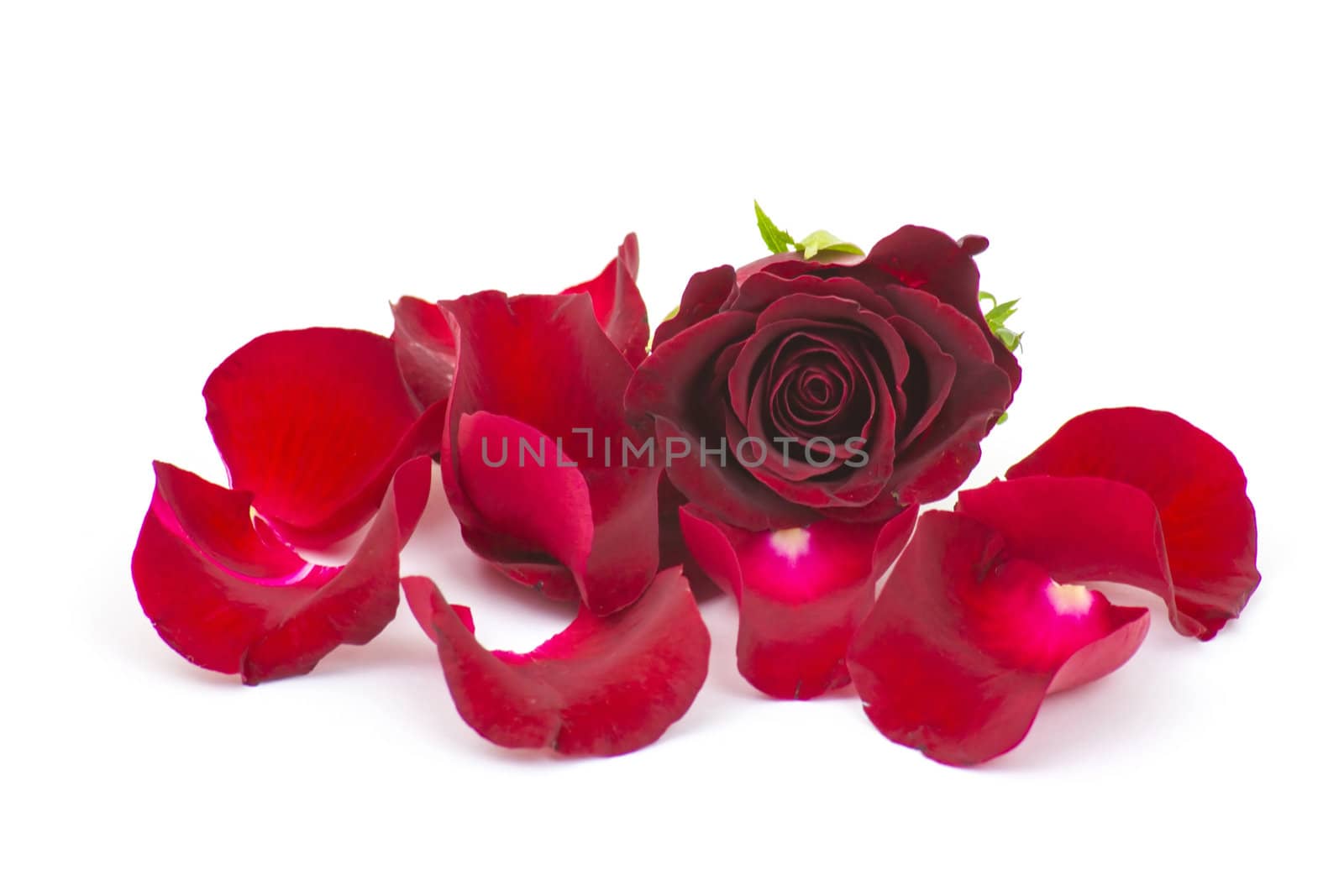 rose petals with red rose 