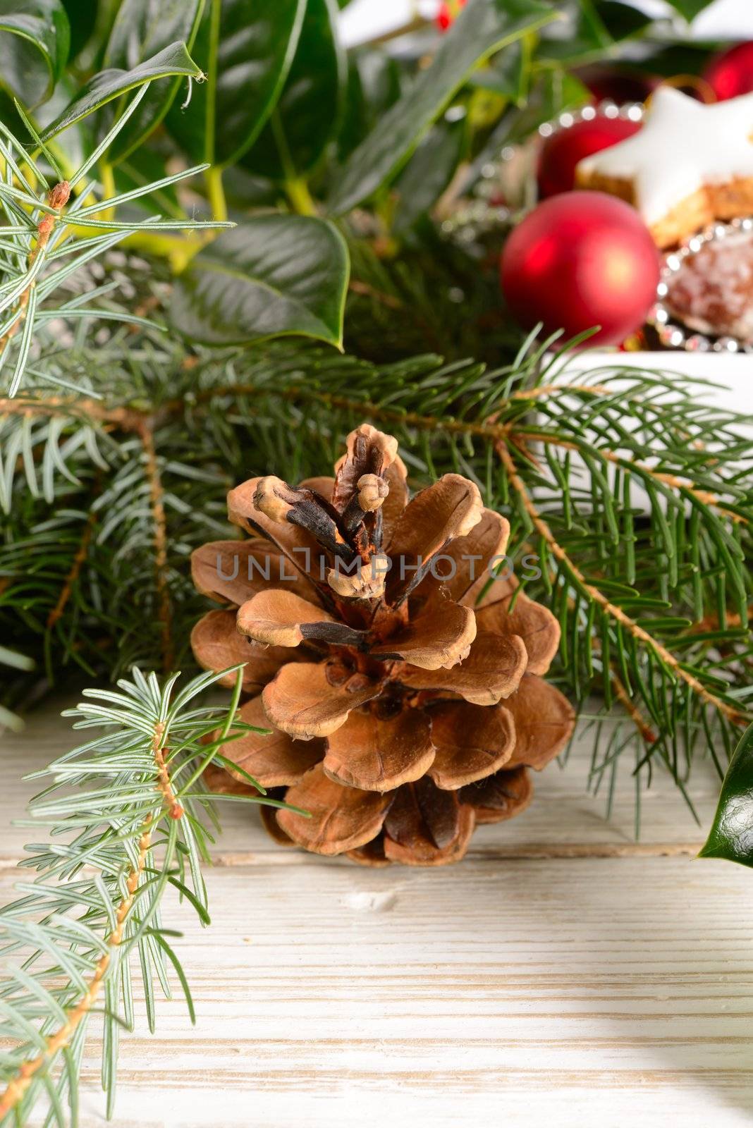 Conifer cone