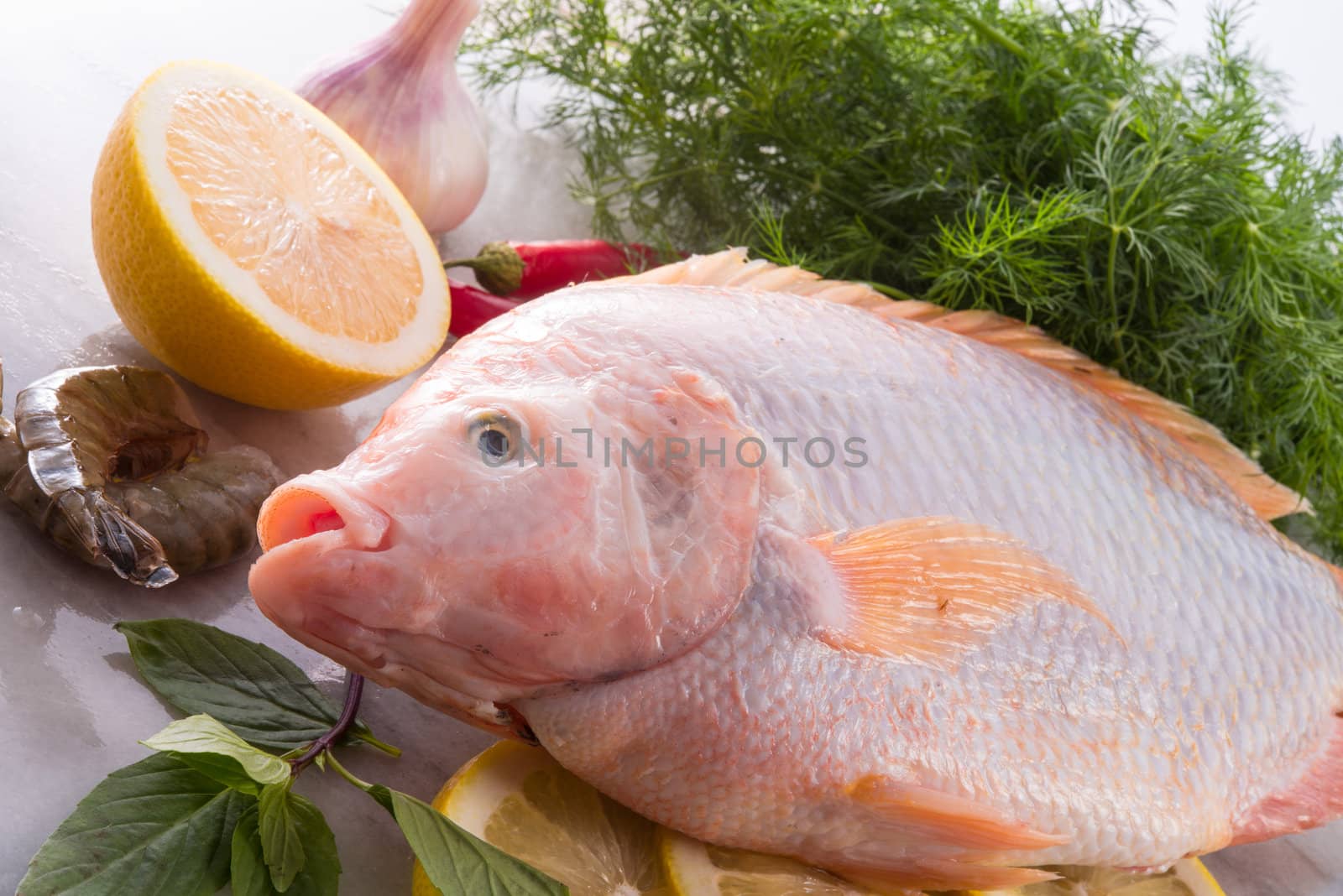 Freshness reddens the Nile Tilapia fish (Oreochromis niloticus) by Darius.Dzinnik