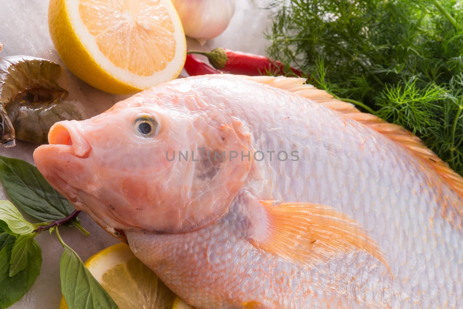 Freshness reddens the Nile Tilapia fish (Oreochromis niloticus) by Darius.Dzinnik