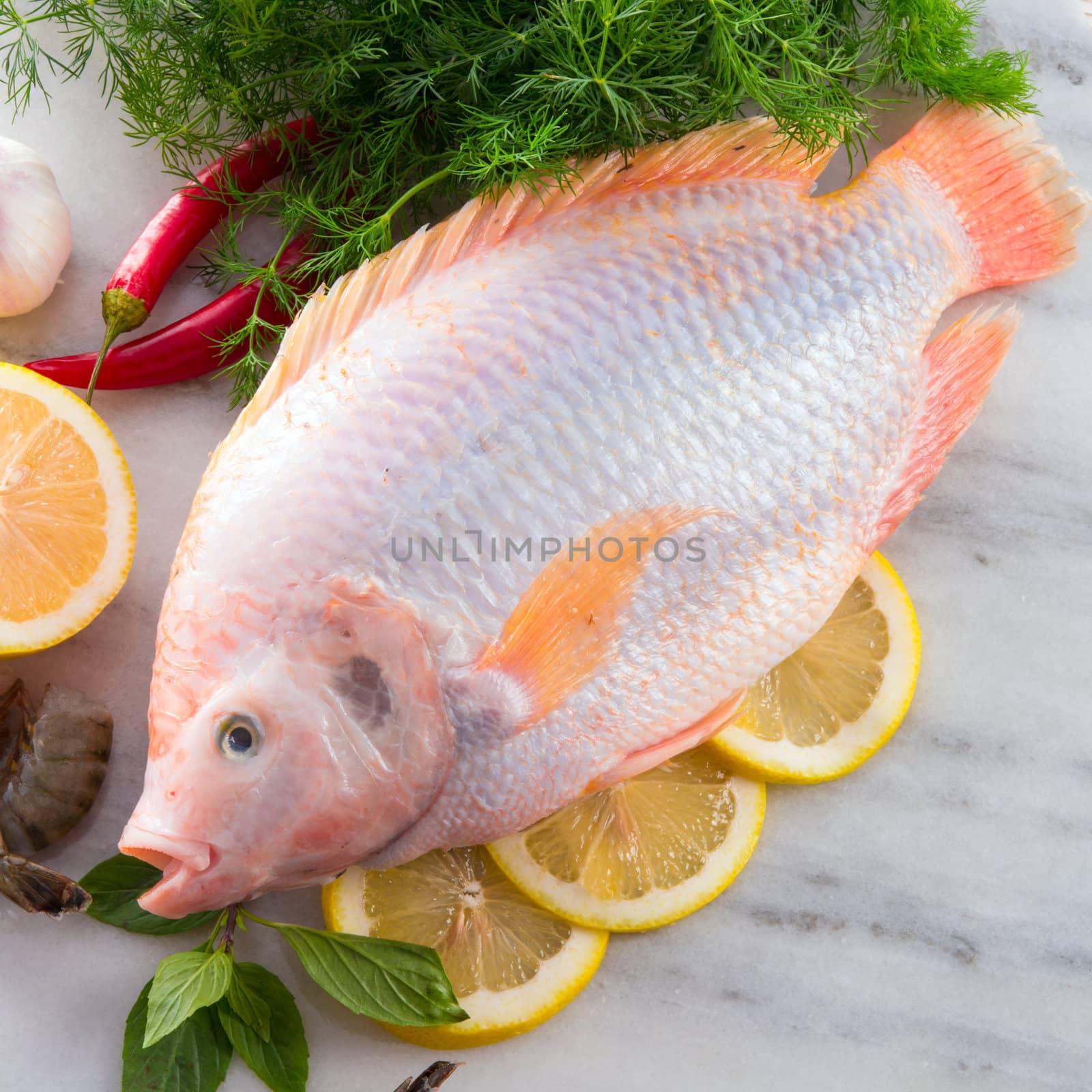 Freshness reddens the Nile Tilapia fish (Oreochromis niloticus) by Darius.Dzinnik