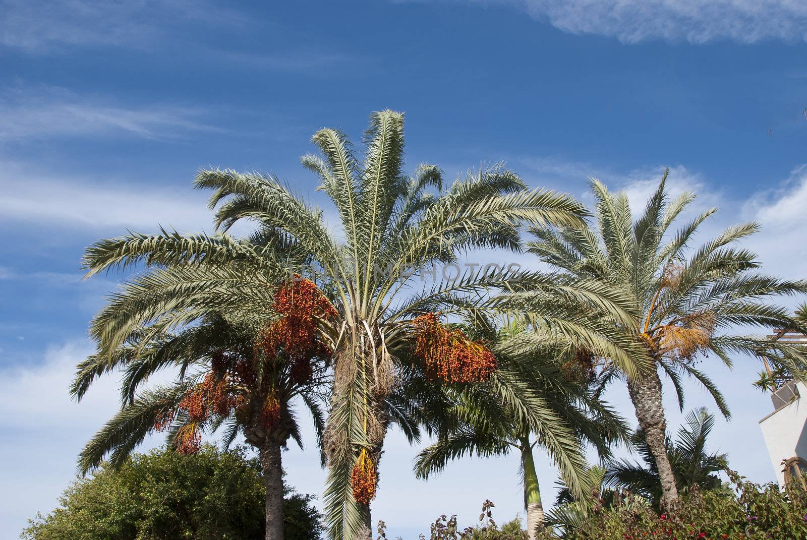 Two Date Palms laden with fruit under a blue sky