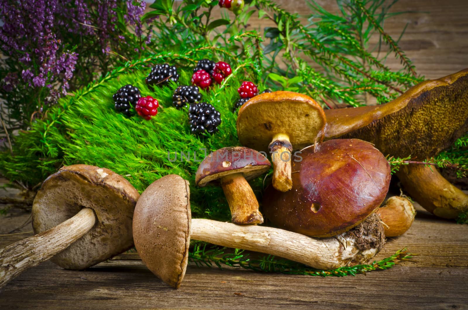 Wild blackberries and forest mushrooms by Darius.Dzinnik