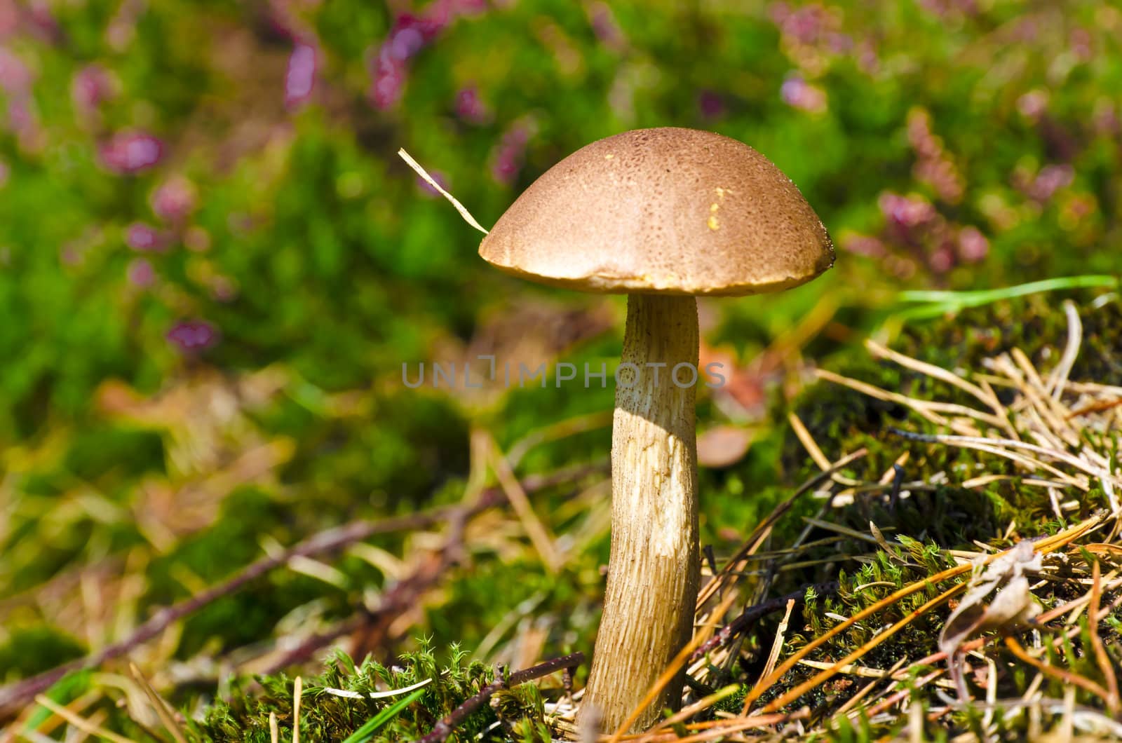 Leccinum