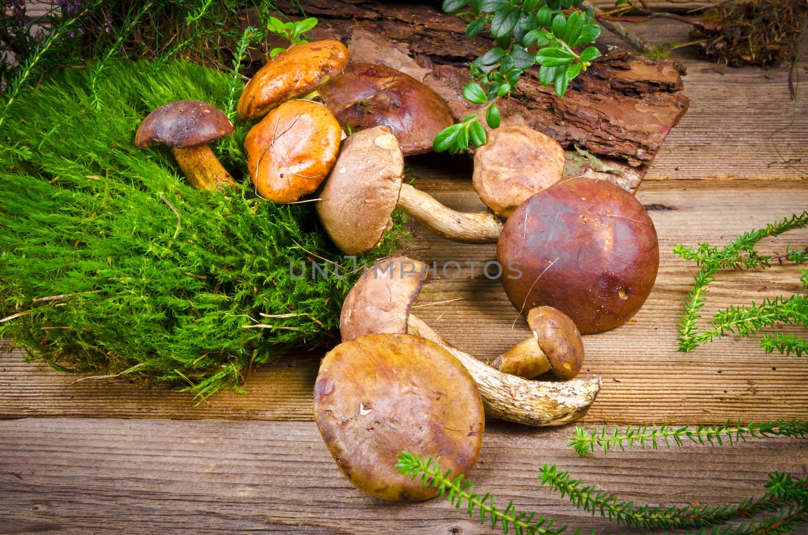 Mushroom collection