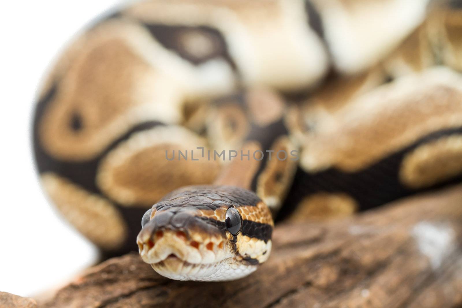 Ball Python close up (Python Regius)