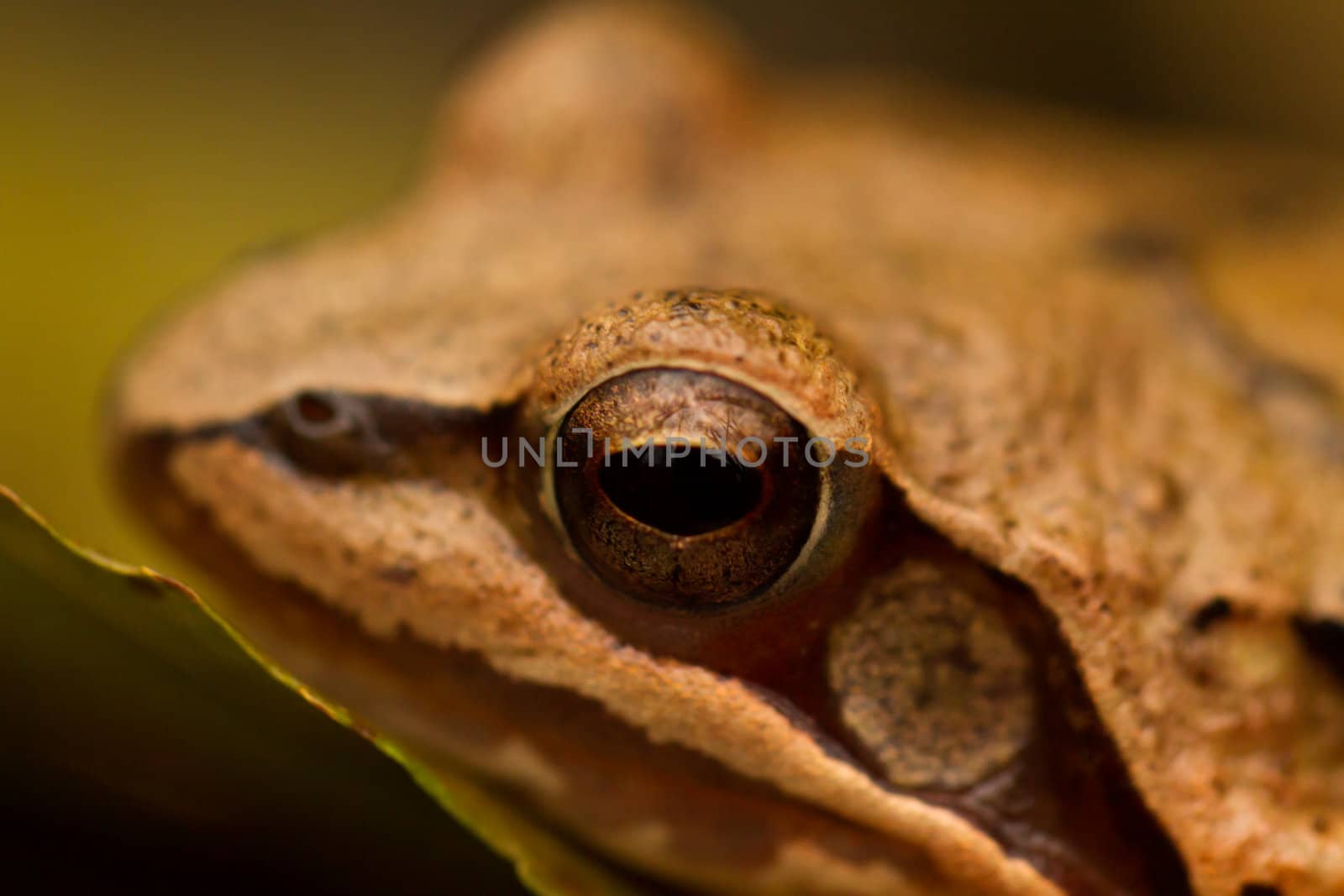 Close-up from a yellow frog's eye