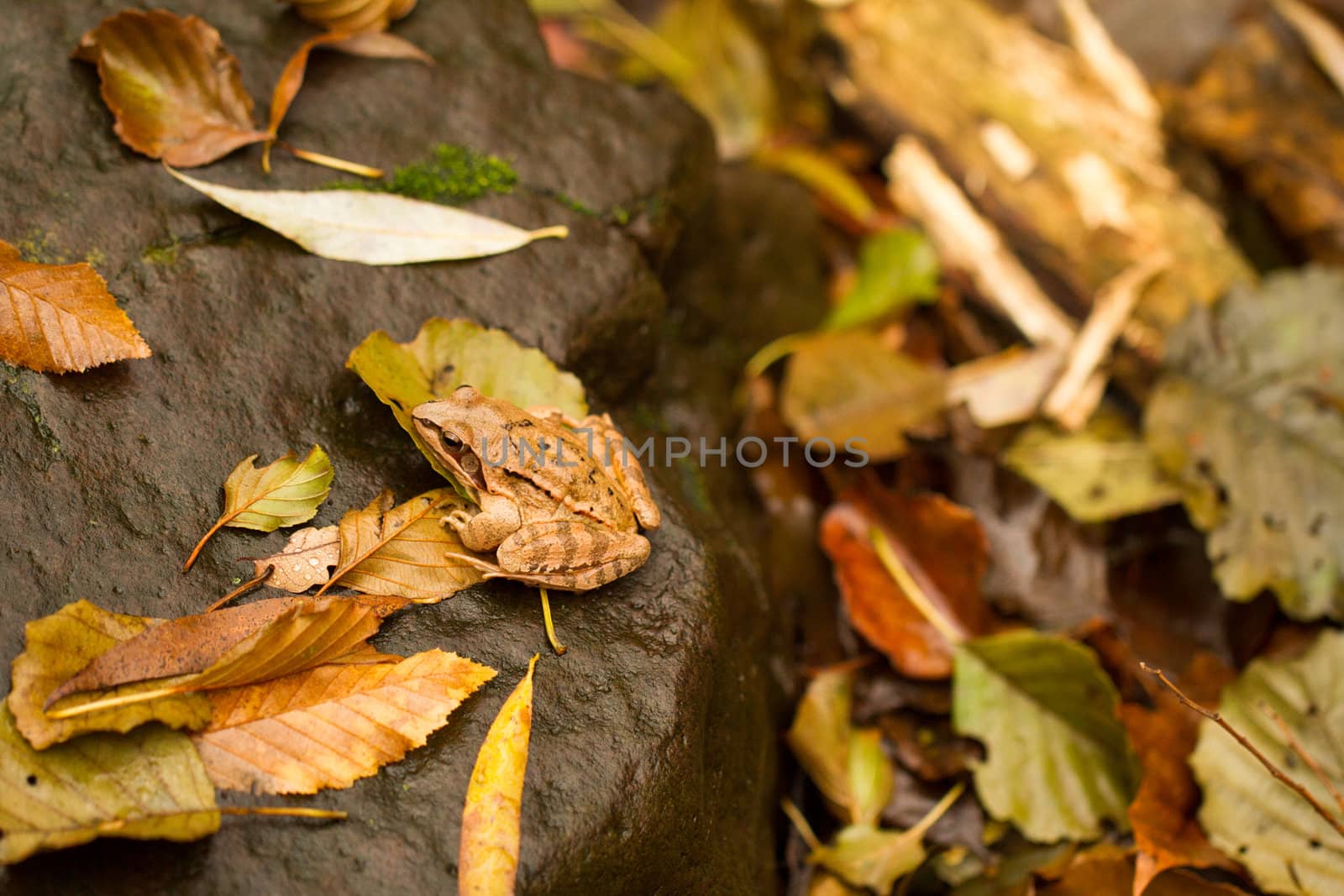 Close-up from a yellow frog