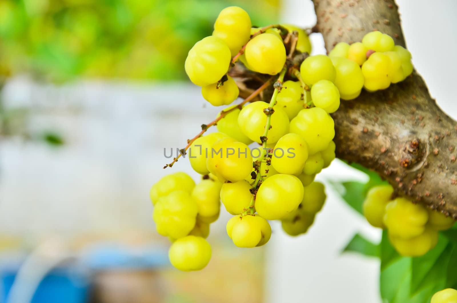 Gooseberry fruit on the tree.