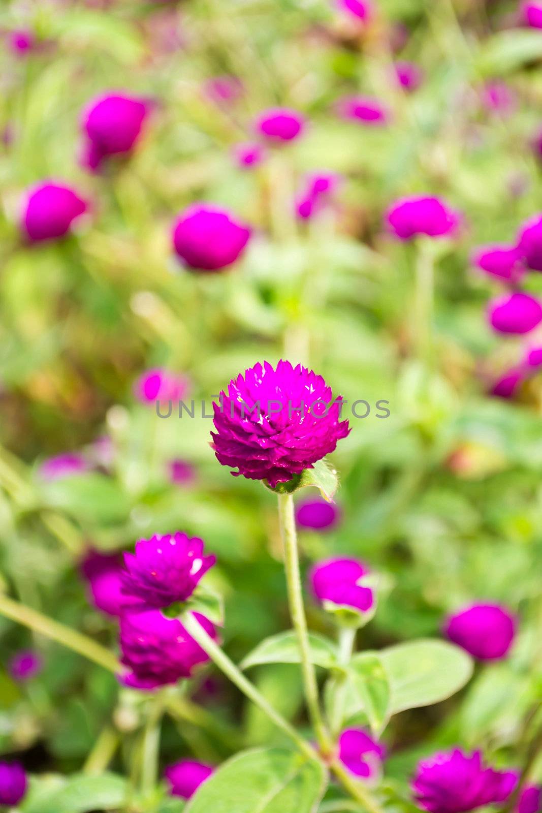 Amaranth on the hill side