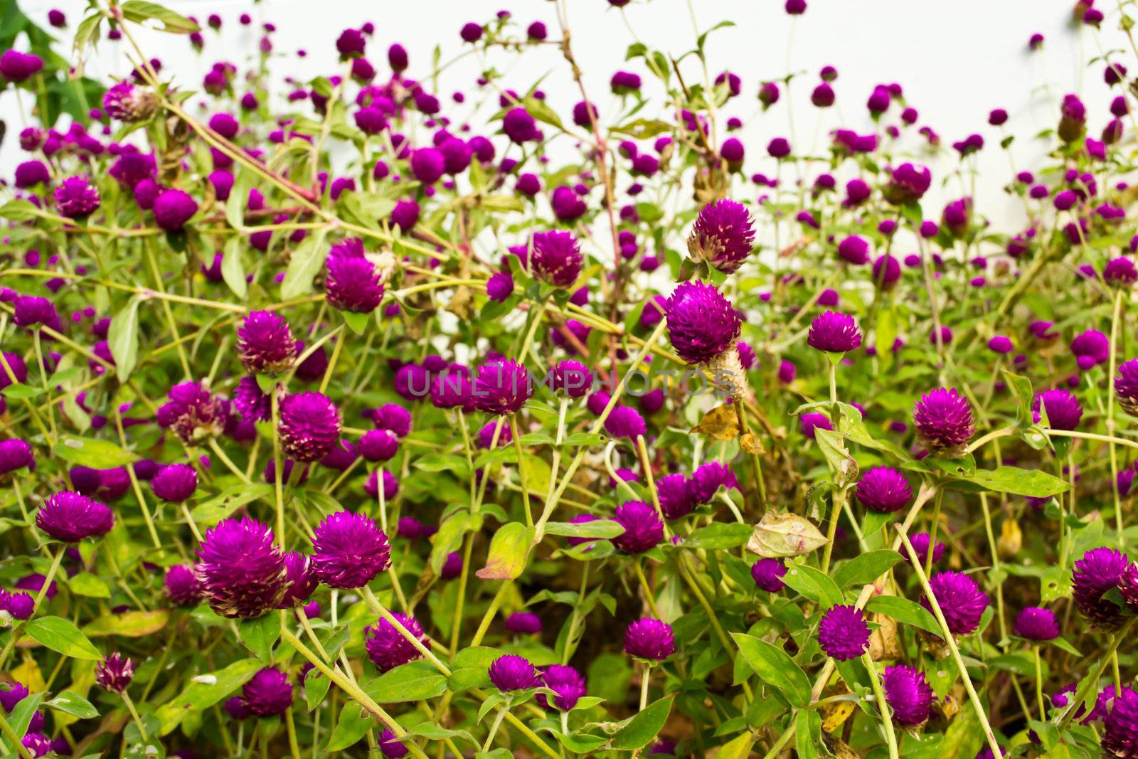 Amaranth on the hill side