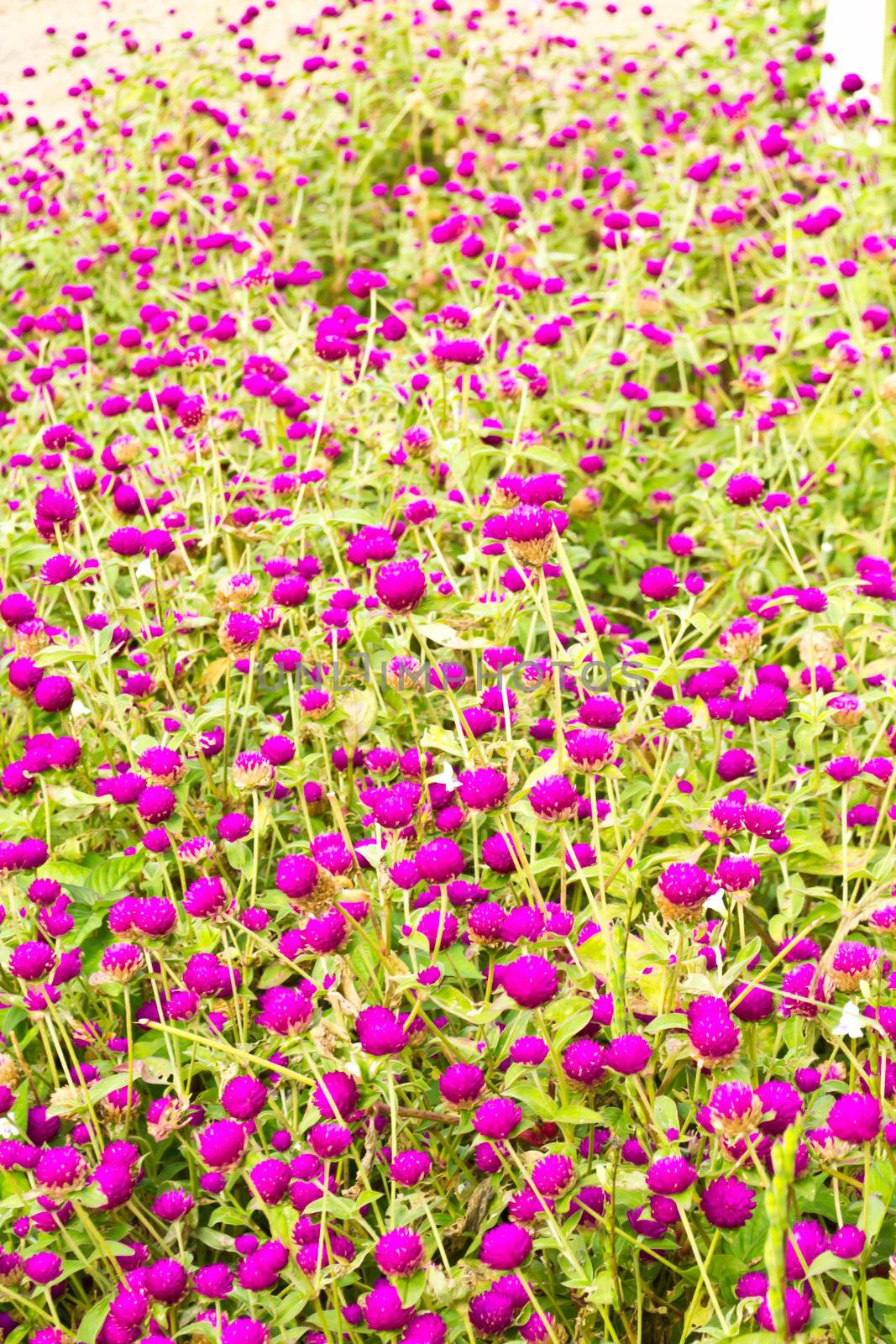 Amaranth on the hill side