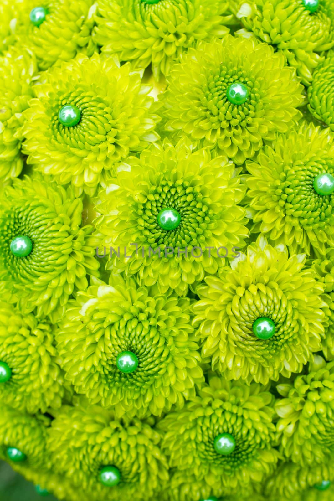 Green flowers are placed together with pins to create thie unique floral abstract.