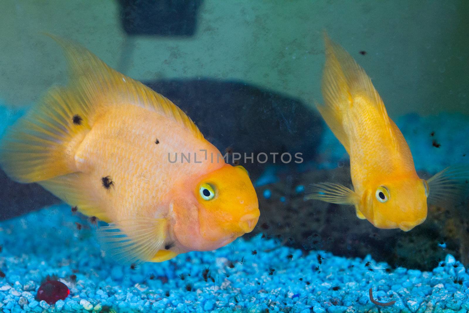 Some gold fish swim in an aquarium and look towards the camera while underwater.