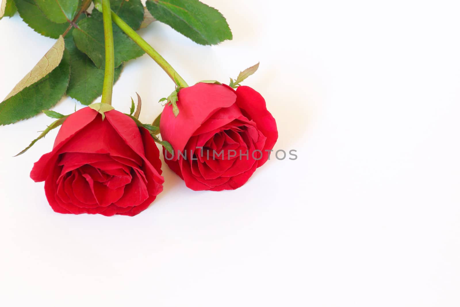 Two red roses on white background with space for text