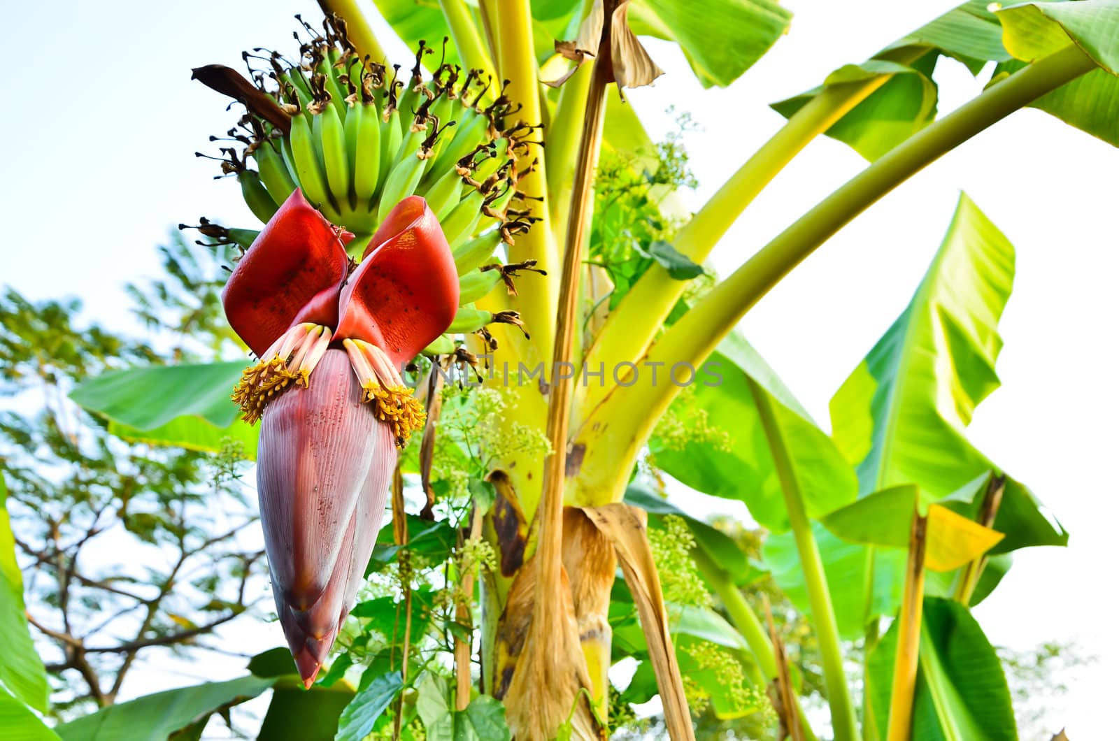 Banana blossom in the garden,Thailand.