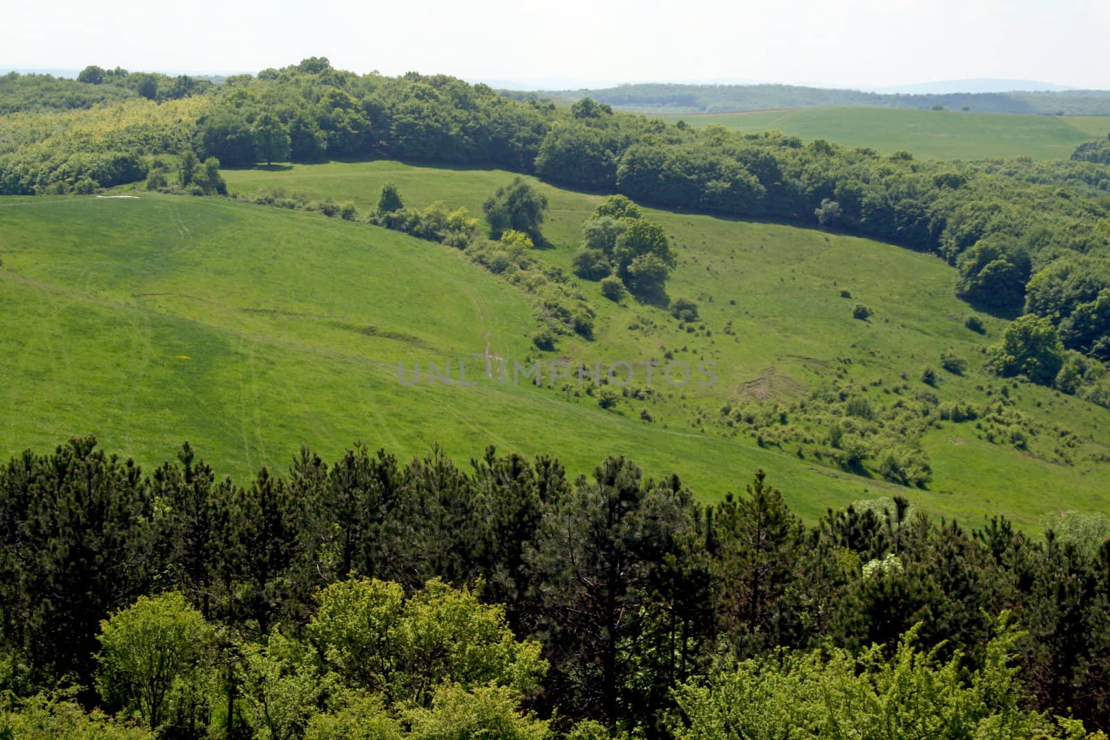 A green field with trees and pasture.