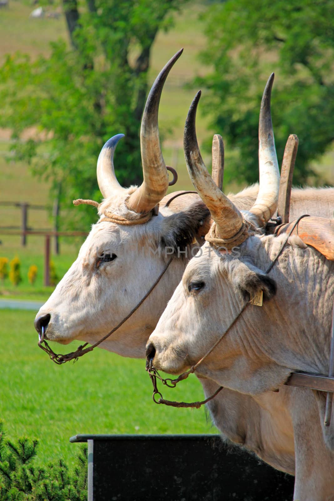 Two bulls in corral with pasture as background