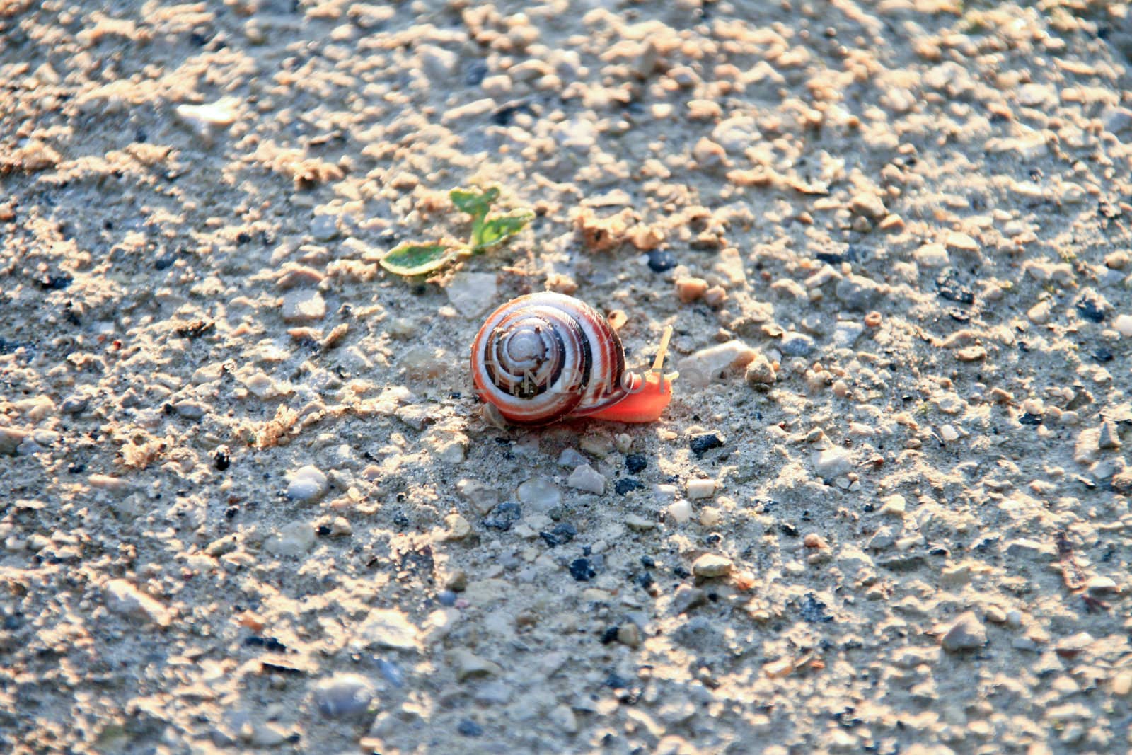 Shot of a small,pink snail on the ground