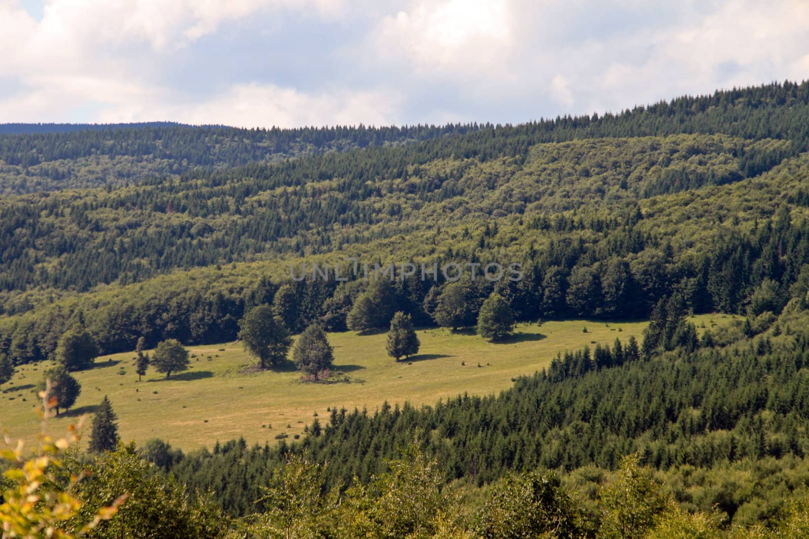 Aerial shot of a big fir forest meadow