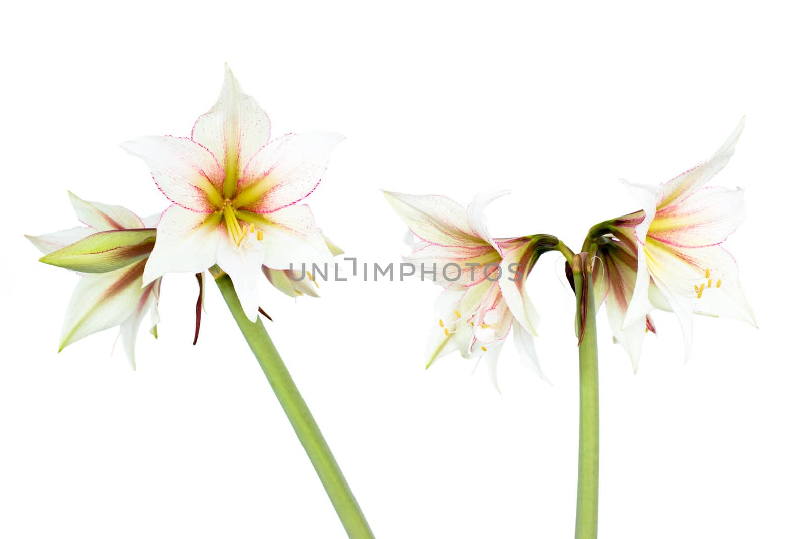 Beautiful blossoms of white Amaryllis flower isolated on white background
