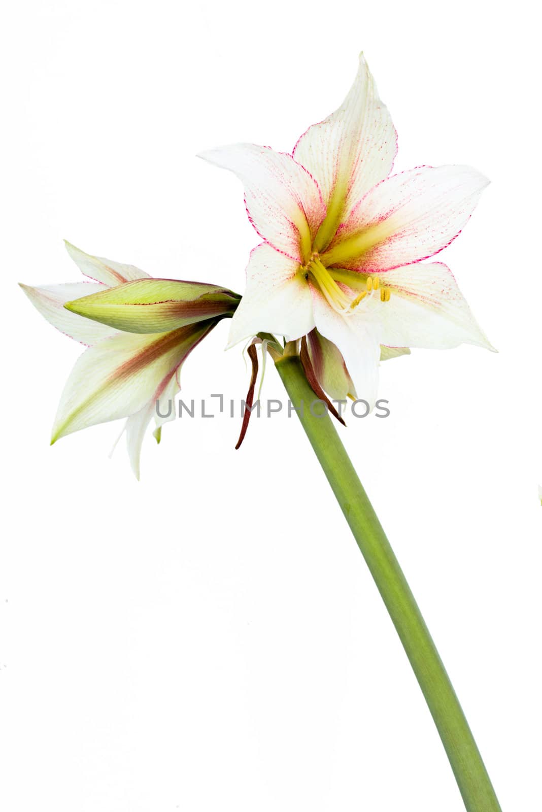 Beautiful blossoms of white Amaryllis flower isolated on white background