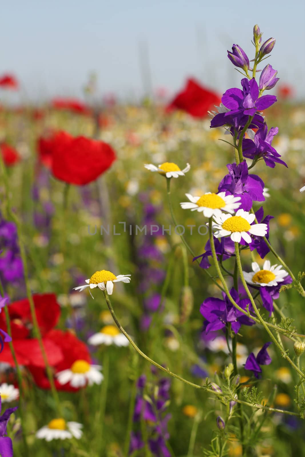 colorful wild flowers nature spring scene by goce