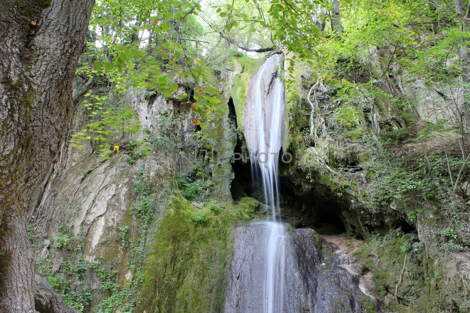 forest with waterfall