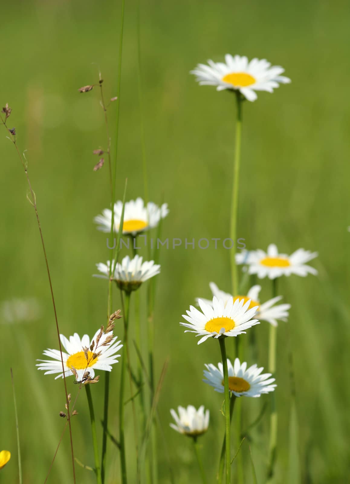 white wild flowers nature spring scene by goce