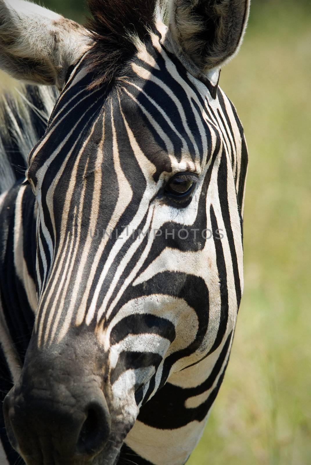 Portrait of African zebra in wildlife reserve