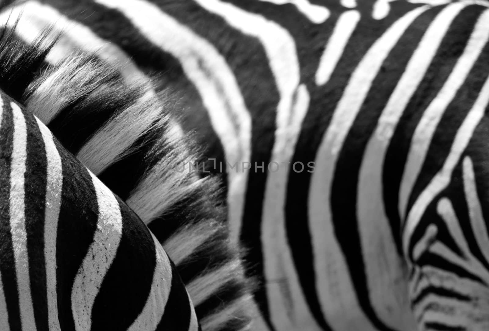 Zebra skin stripes in African wildlife reserve - ideal as a background nature image